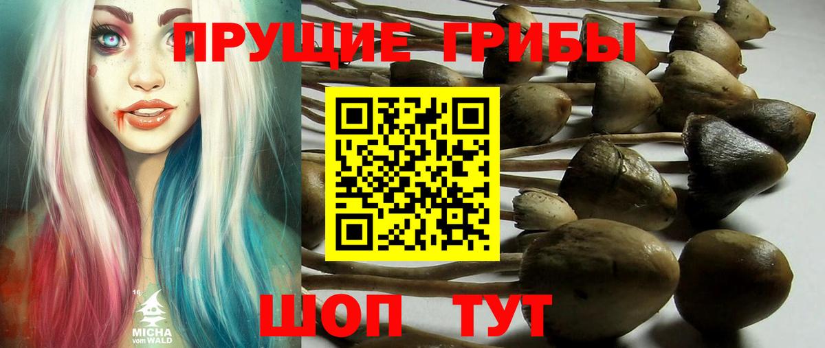 Галлюциногенные грибы Psilocybine cubensis  Вход с VPN  Кемерово 